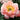 Peony ’Coral Charm’ - Spring