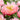 Peony ’Pink Hawaiian Coral’ - Spring