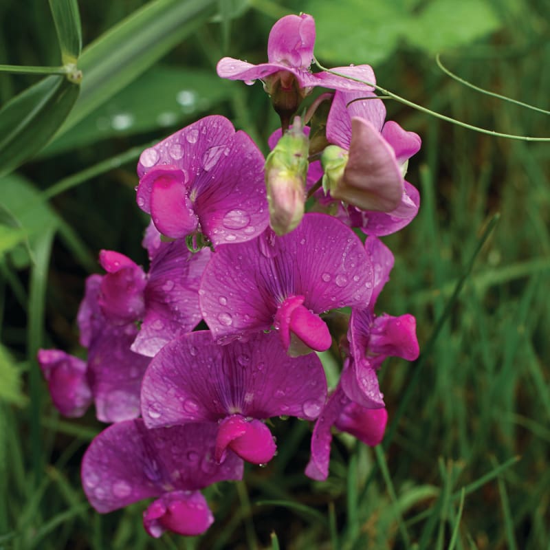 sweet pea indoor plant Perennial Sweet Pea – Pinetree Garden Seeds
