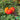 Pineapple Tomato (Heirloom 85 Days) - Vegetables