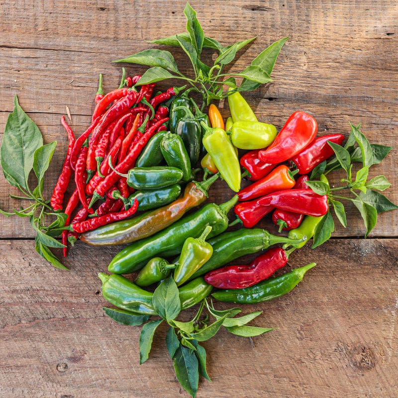 hot pepper plant seeds Pinetree Hot Pepper Mix (66-90 Days)
