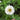 Polar Bear Zinnia - Flowers