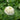 Polar Bear Zinnia - Flowers