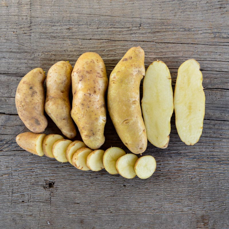 planting fingerling seed potatoes Potato Fingerling 'Russian Banana'
