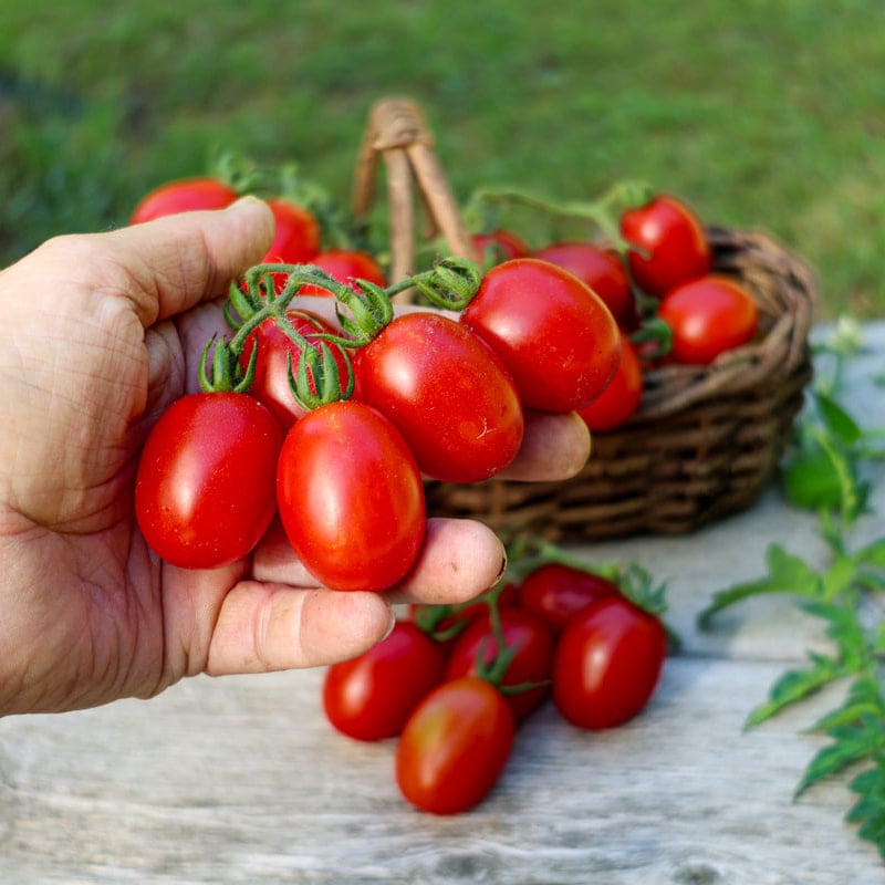 drying tomato seeds for planting Principe Borghese Tomato (Heirloom, 78 Days)