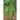 Provider Bush Bean (50 Days) - Vegetables