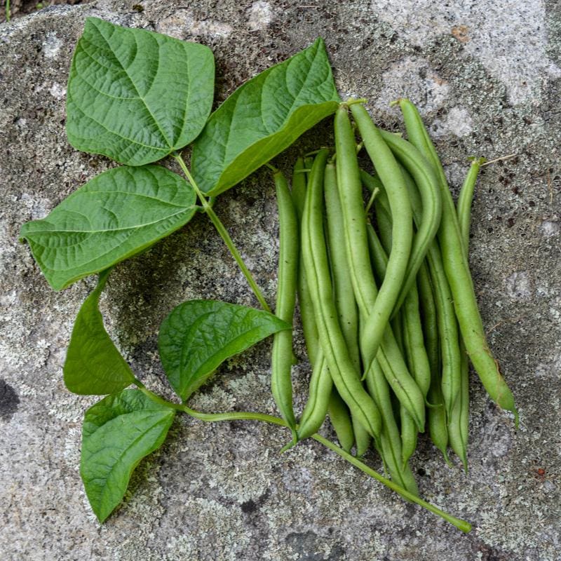planting green bean seeds Provider Bush Bean (50 Days)