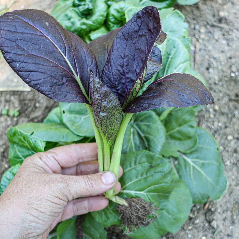 purple garden seeds Purple Pak Choi (F1 Hybrid, 47 Days)