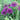 Purple Sensation Allium - Fall