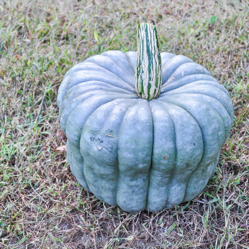 garden seeds australia Winter Squash