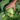 Quick Start Cabbage (F1 Hybrid 55 Days) - Vegetables
