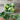 Quirk Cucumber (F1 Hybrid 52 Days) - Vegetables