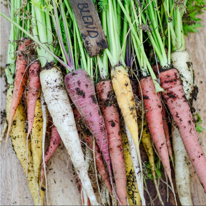 hybrid garden seeds Rainbow Carrot (F1 Hybrid 57 Days)