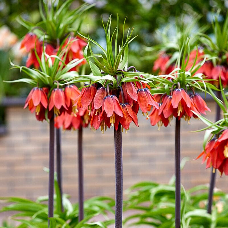 planting fritillaria seeds Red Crown Imperial Fritillaria