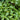 Red Gruner Purslane (50 Days) - Vegetables