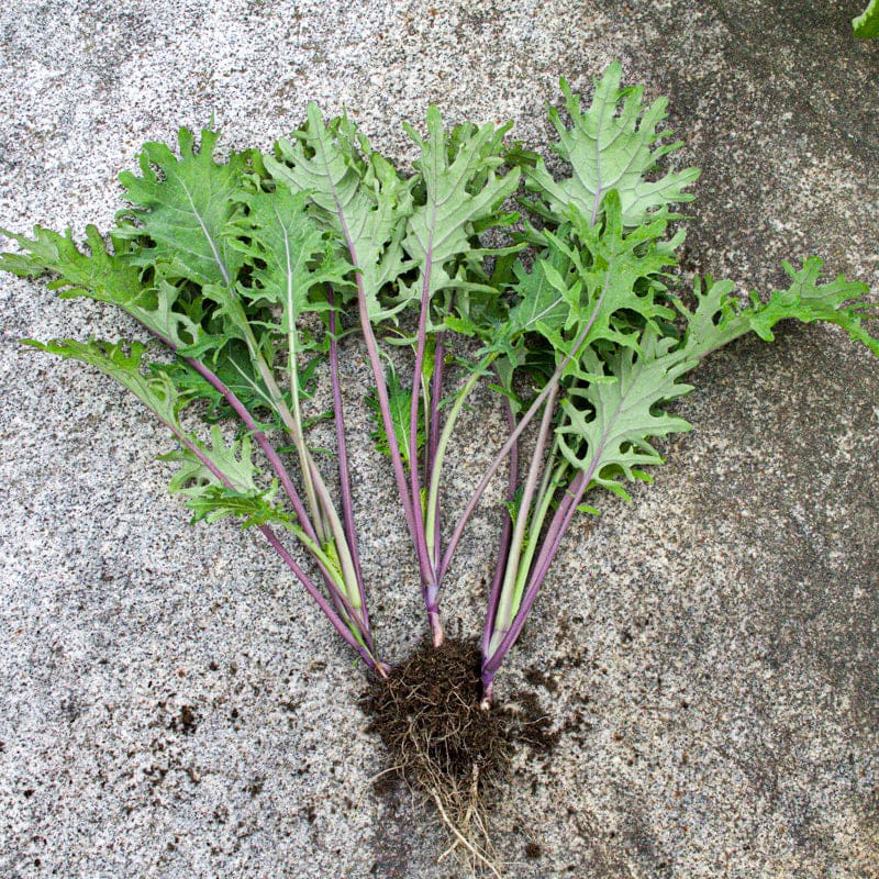 the succulent bite near me Red Russian Kale Microgreens (1oz) – Pinetree Garden Seeds