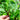 Red Tabby Spinach (F1 Hybrid 31 Days) - Vegetables