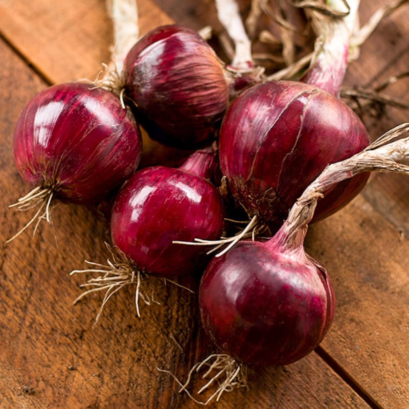 plant red onion seeds Redwing Onion (F1 Hybrid 110 Days)