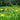 Resina Calendula (Organic) - Flowers