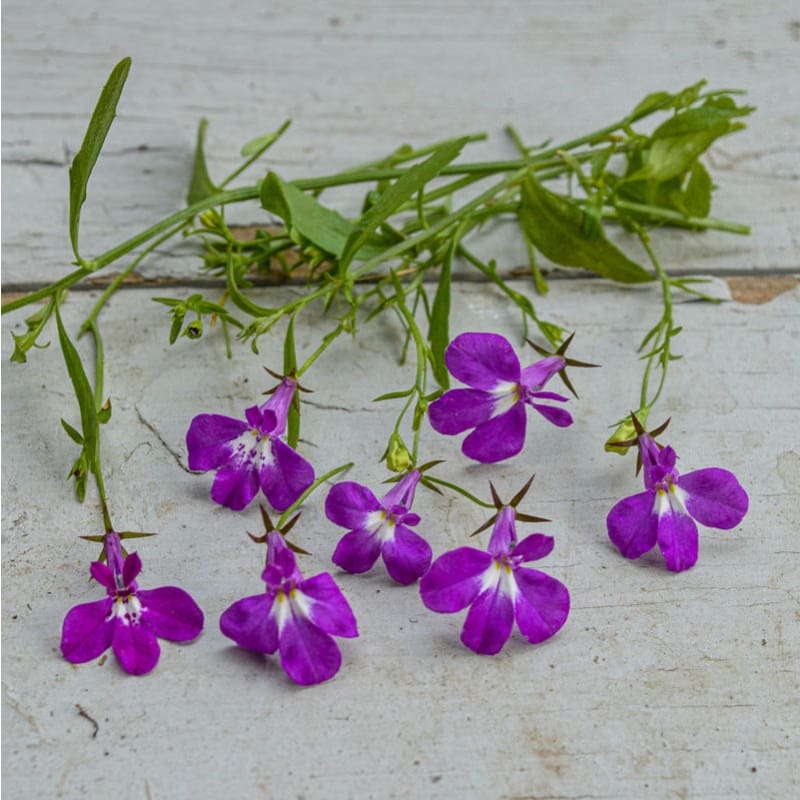 planting lobelia seeds outdoors Rose Regatta Lobelia – Pinetree Garden Seeds
