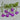 Rose Regatta Lobelia - Flowers