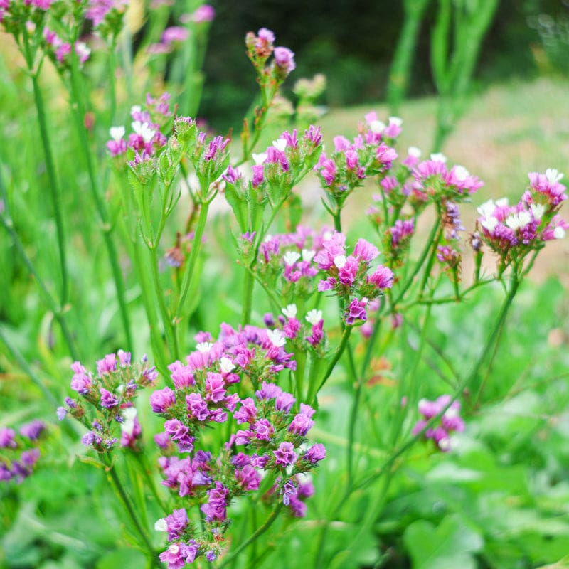 planting statice seeds Roselight Statice