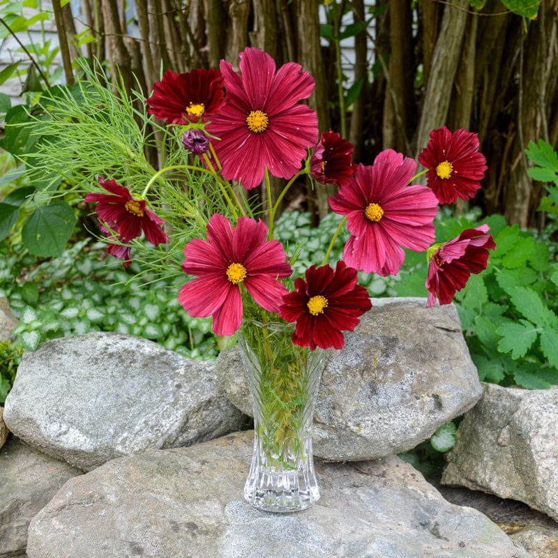 garden cosmos seeds Rubenza Cosmos