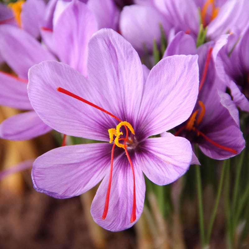 saffron plant seeds Saffron Crocus