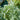 Sage - Herbs