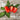 San Marzano Tomato (Heirloom 82 Days) - Vegetables