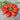 San Marzano Tomato (Heirloom 82 Days) - Vegetables