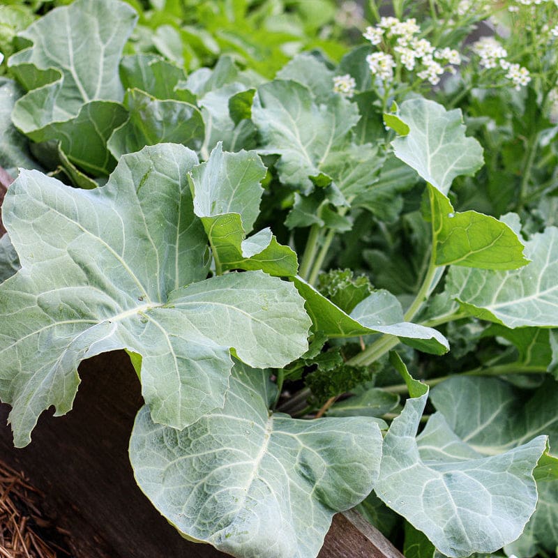 kale plant gone to seed Sea Kale