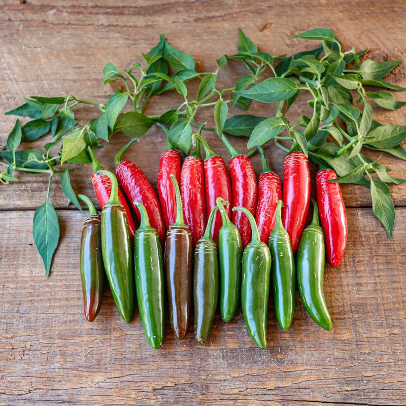 hot pepper plant seeds Serrano Hot Pepper (Heirloom 75 Days)
