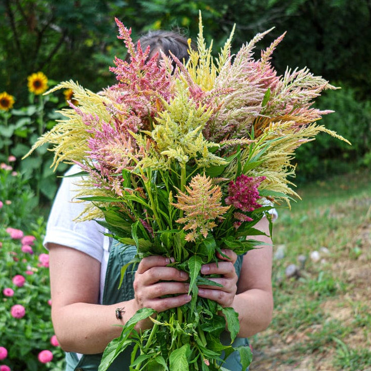celosia seed planting Shimmer Celosia