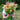 Gardener holding bright plumes of yellow and pink celosia flowers with a green background.