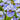 Siberian Iris ’Peacock Butterfly Misson Bay’ - Spring
