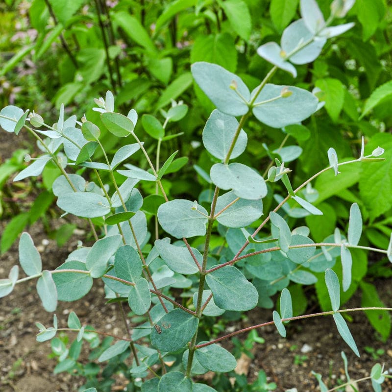 silver dollar eucalyptus indoor plant Silver Drop Eucalyptus – Pinetree Garden Seeds