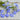 Sky Blue Regatta Lobelia - Flowers