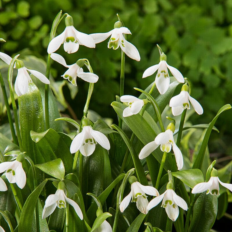 snowdrop flower seeds Snowdrops