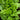 Sorrel Greens (48 Days) - Vegetables