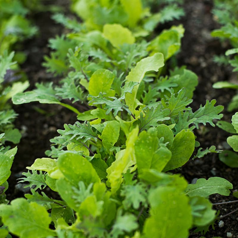 asian garden seeds Spicy Asian Greens Mix (1oz)