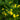 St. Johns Wort - Herbs