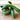 Summer Dance Cucumber (F1 Hybrid 70 Days) - Vegetables