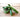 Summer Dance Cucumber (F1 Hybrid 70 Days) - Vegetables