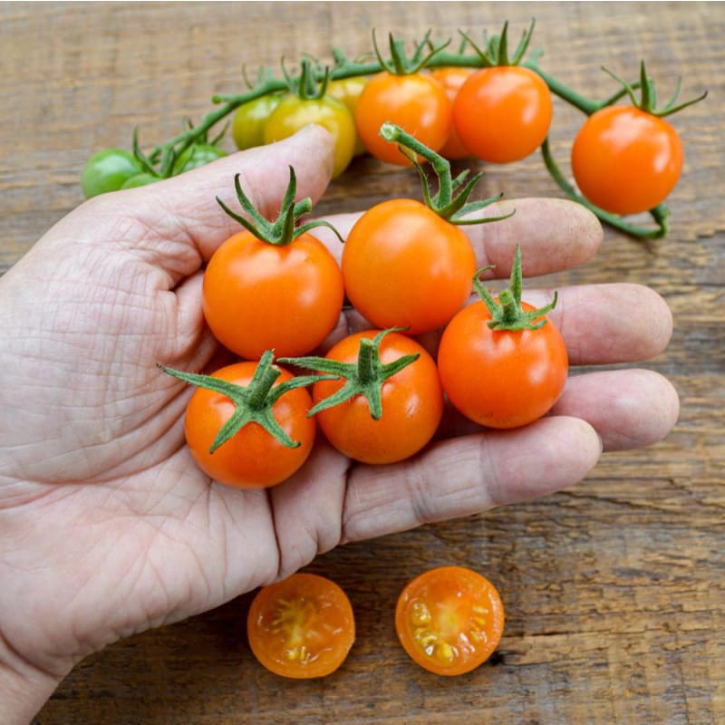 tomato seeds for garden Sungold Tomato (F1 Hybrid, 60 Days)