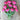 Sunset Tropical Tulip - Fall