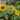 Sunspot Sunflower - Flowers