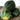 Table Princess Winter Squash (F1 Hybrid 75 Days) - Vegetables