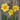 Tahiti Narcissus - Fall