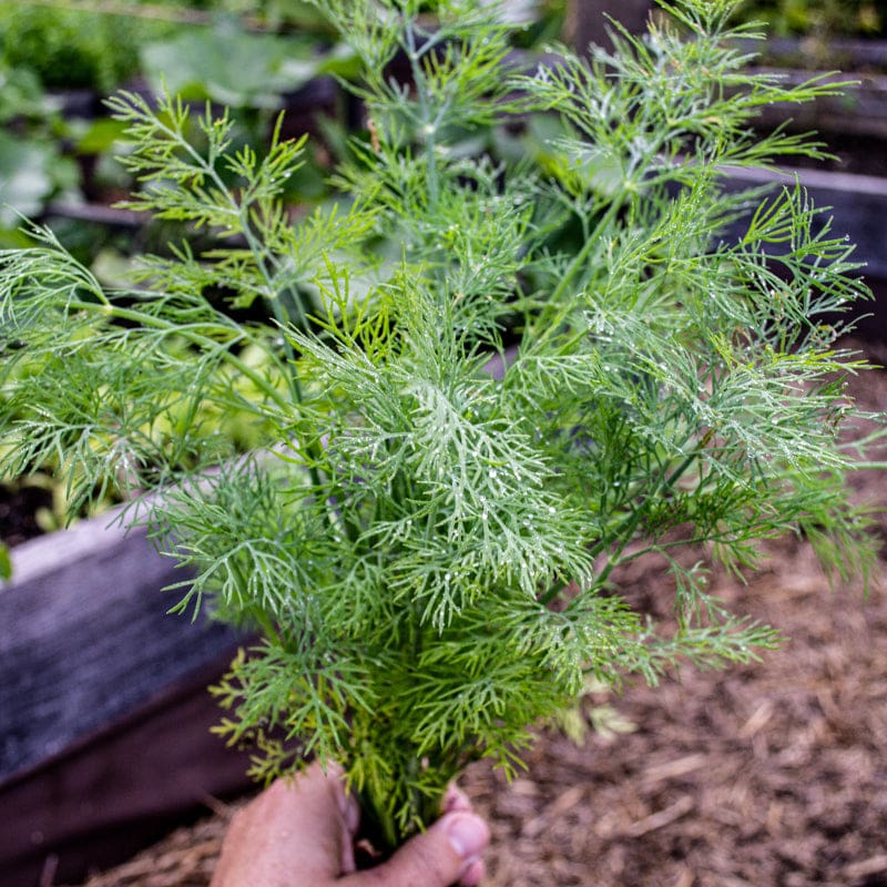 organic dill seeds for planting Thalia Dill (Organic)
